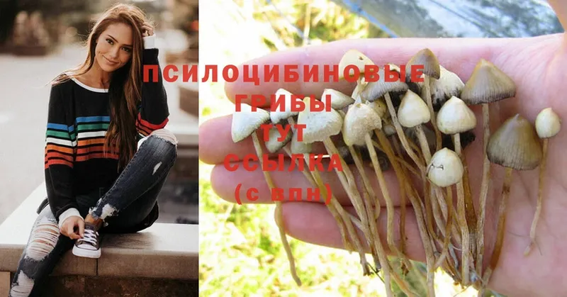 Галлюциногенные грибы MAGIC MUSHROOMS  Сорск 